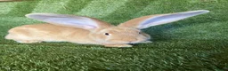 Continental Giant rabbits for sale: Purebred continental giants  - Advert 1