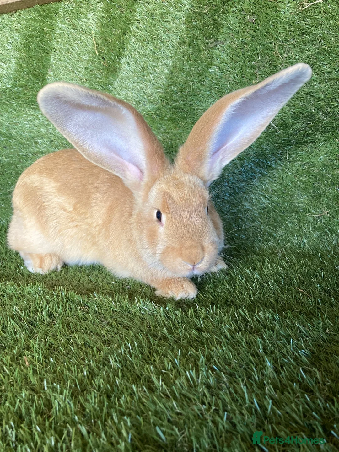 Continental Giant rabbits for sale: Purebred continental giants  - Advert 1
