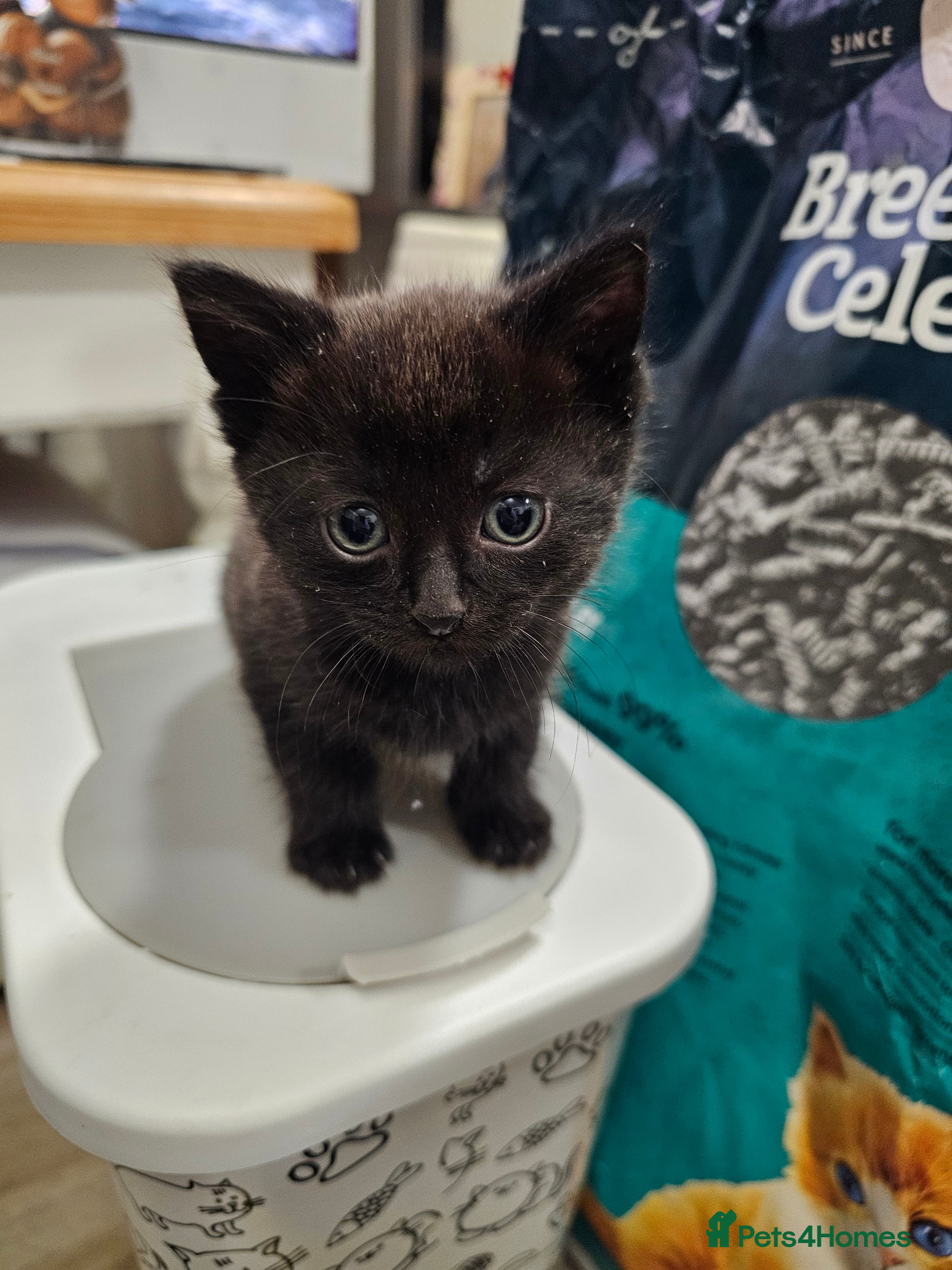 Mixed Breed cats Sonic for sale - Advert 2