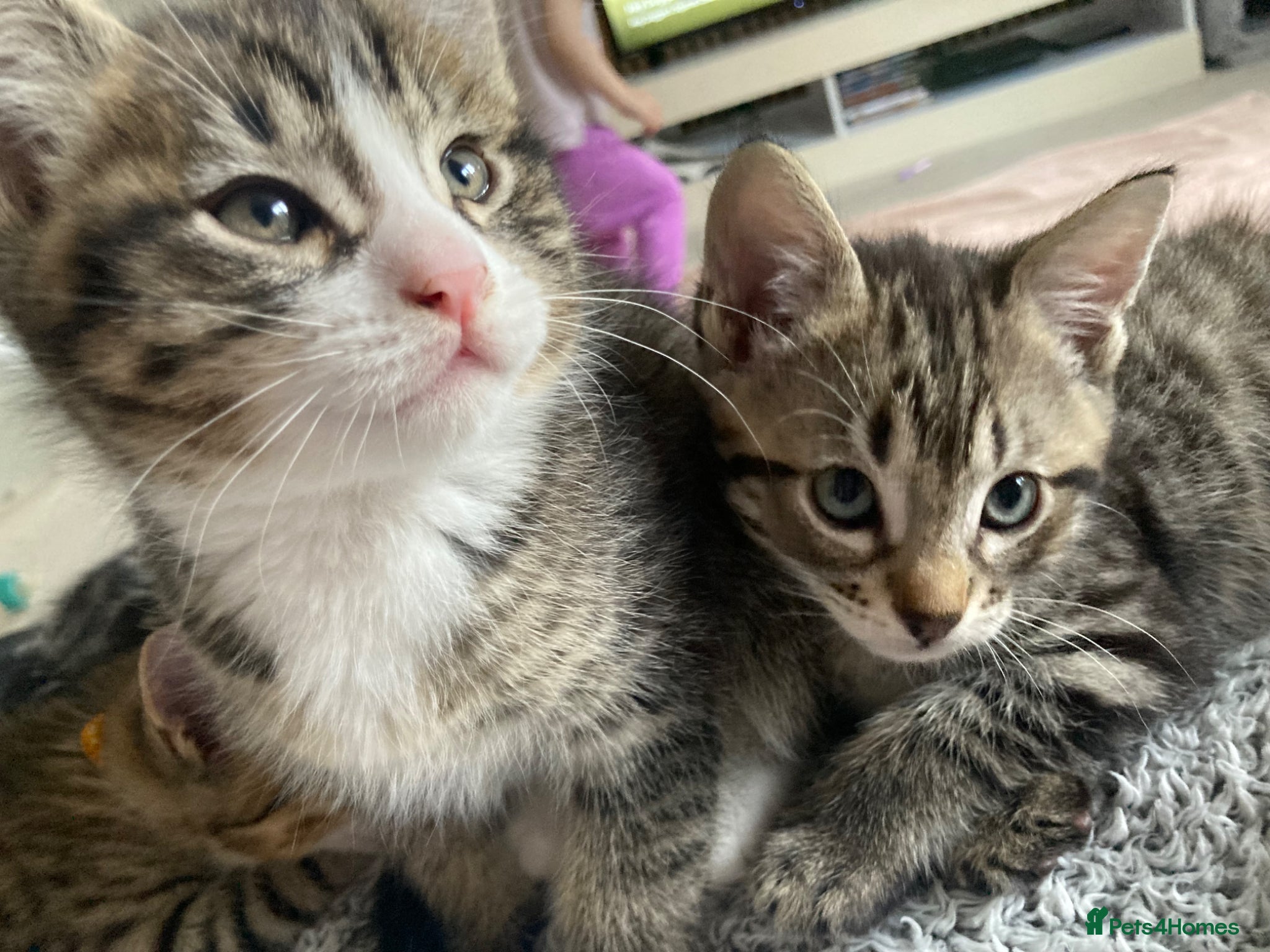 Mixed Breed cats 2 Sia+Maine Male Kittens - Maine coon + siamese - Advert 2