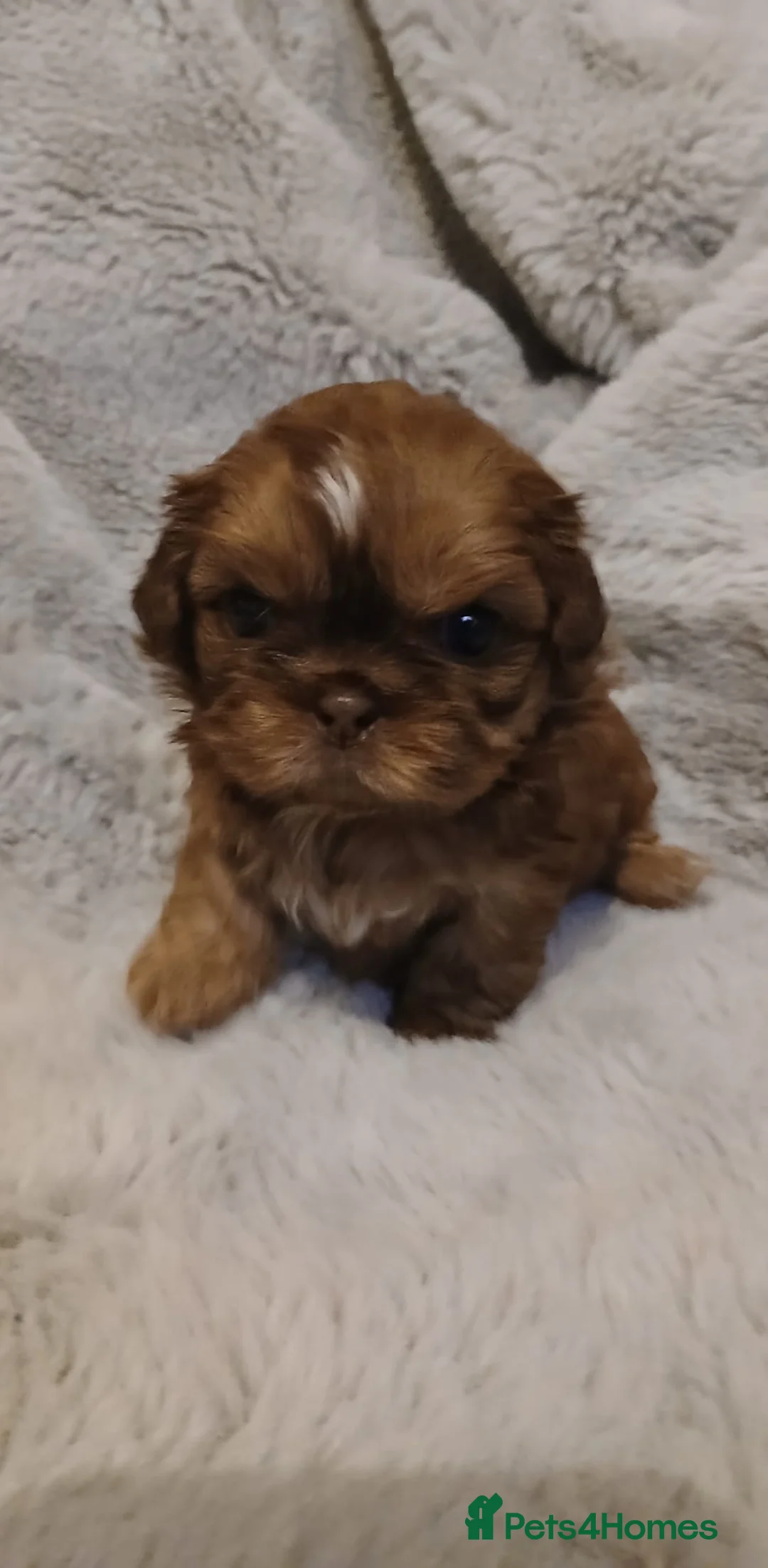 Shih Tzu dogs for sale: CHOCOLATE KC REG IMPERIALS BEST LINES 2 girls left - Advert 29