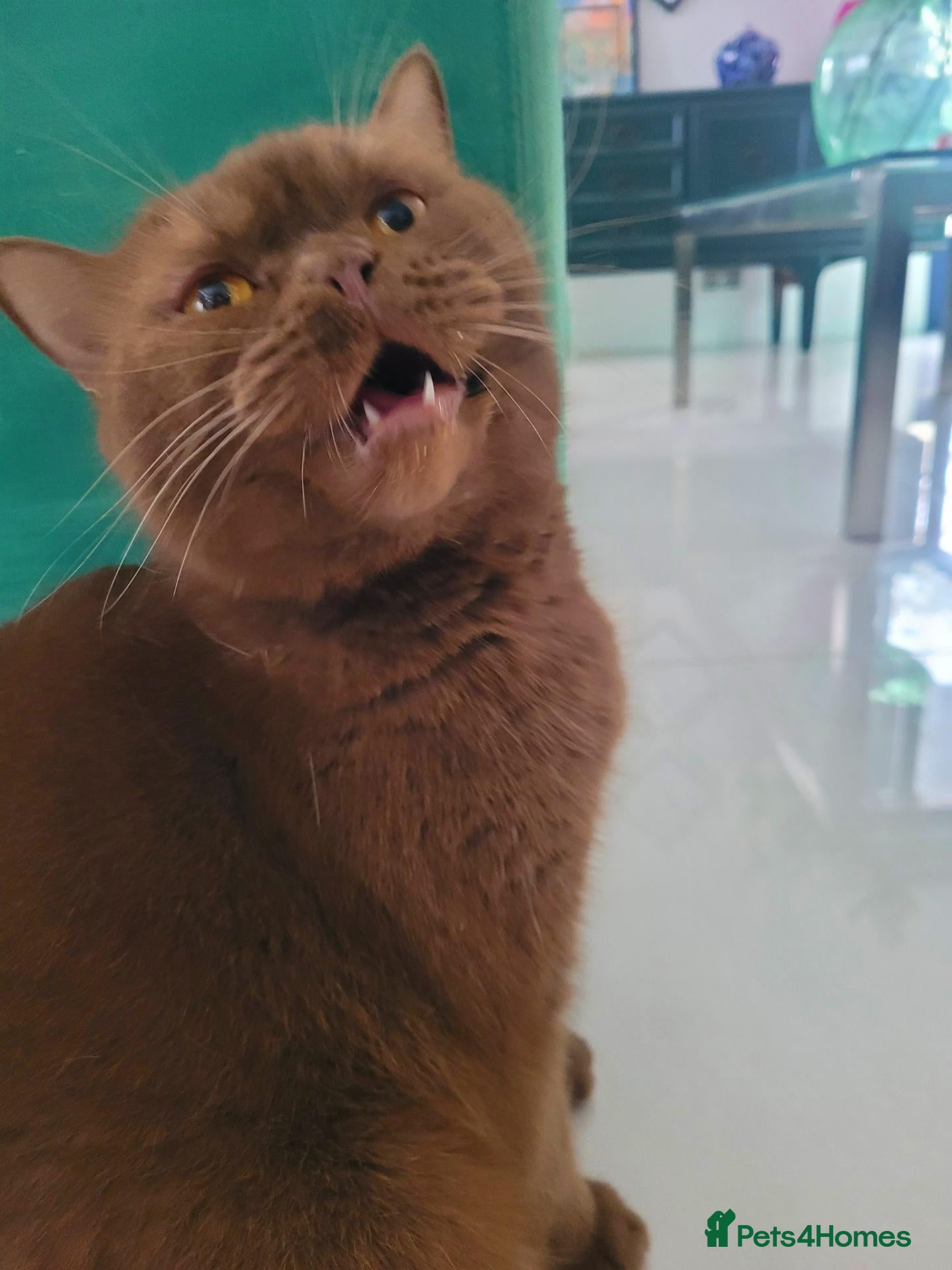 British Shorthair cats Cinnamon British Shorthair Active Registration - Advert 5