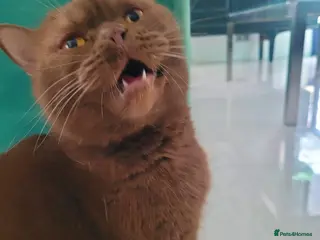 British Shorthair cats Cinnamon British Shorthair Active Registration - Advert 5