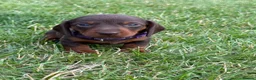 Miniature Dachshund dogs for sale: Beautiful miniature dachshund puppies available  - Advert 20