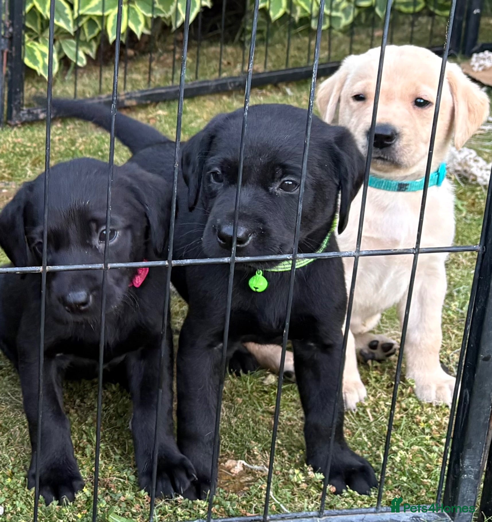 Labrador Retriever dogs Labrador puppies, male and female  - Advert 2