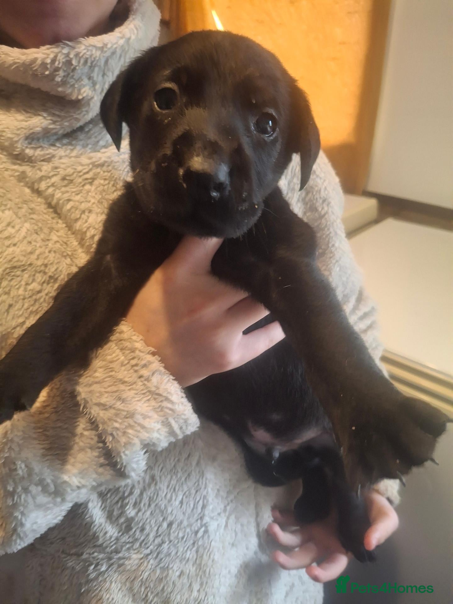 Labrador Retriever dogs labrador pups* 3 LEFT* - Advert 10