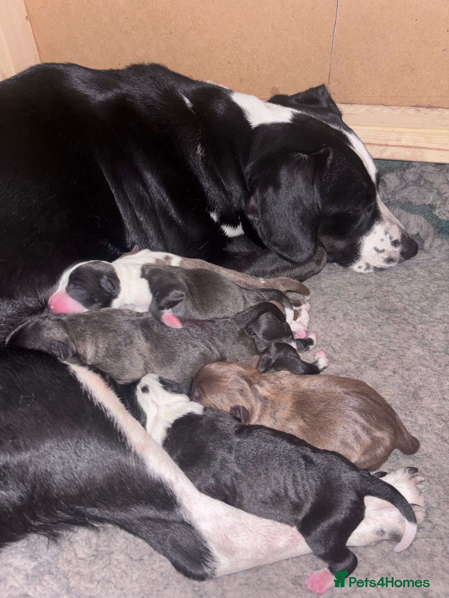 Mixed Breed dogs for sale: Staff Cross Puppies  in Towcester - Advert 1