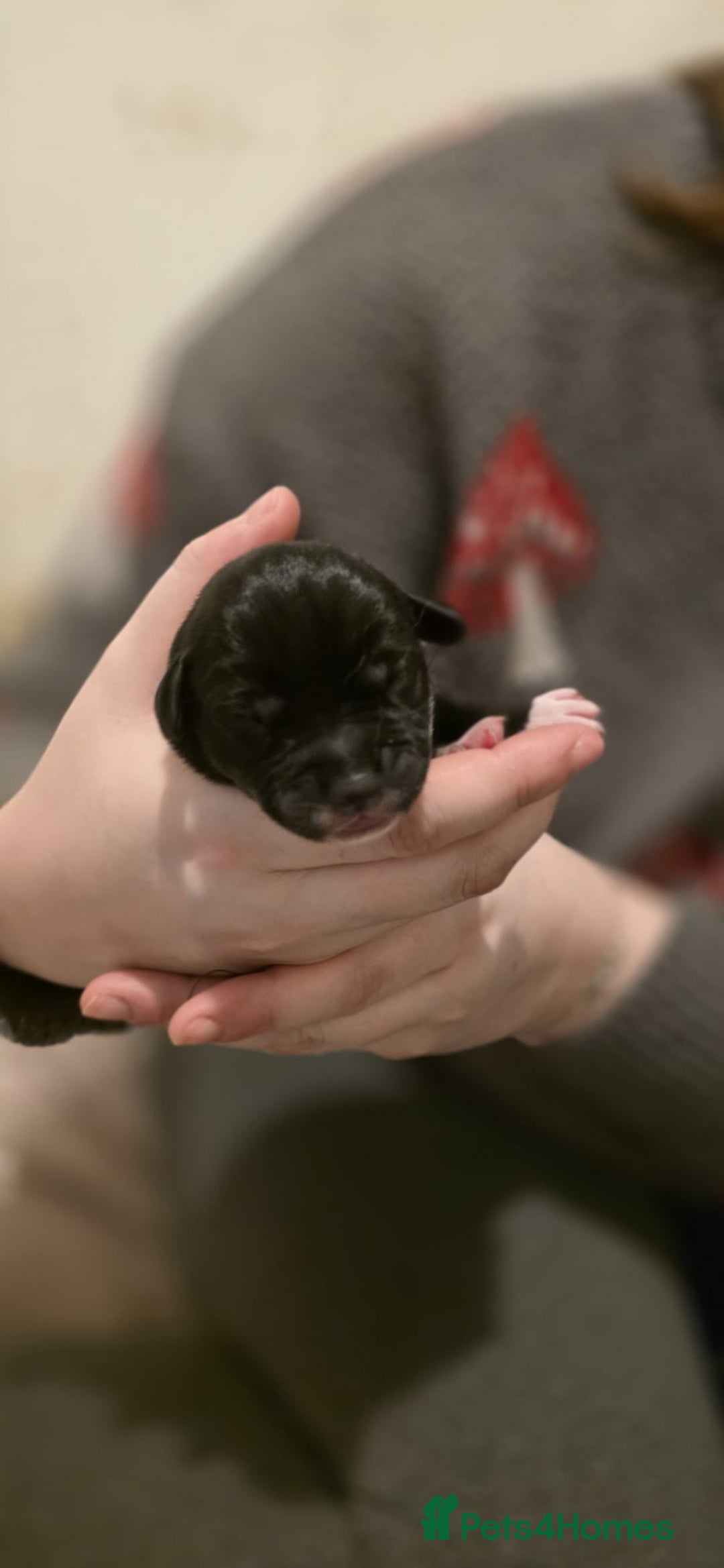 Mixed Breed dogs for sale: Gorgeous Husky x Staffy Puppies - Advert 7