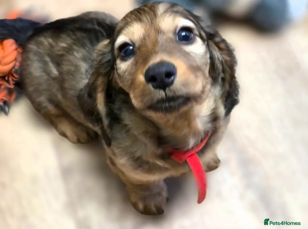 Miniature Dachshund dogs for sale: Viewings available this weekend, Longhaired  - Advert 2