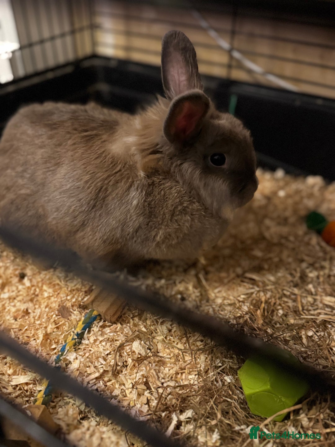 Silver Fox rabbits for sale: 2 bonded females  in Willenhall - Advert 7