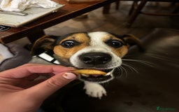 Jack Russell dogs for stud: Miniature Jack Russell - ready as stud  - Image 3