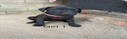Staffordshire Bull Terrier dogs for sale: 9 Staff puppies - Advert 4