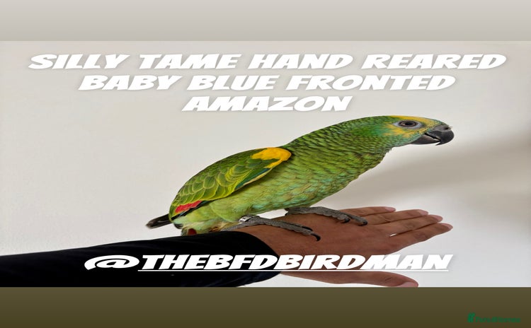 Parrots birds - Advert 2