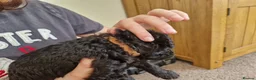 Cavapoochon dogs for sale: Cavapoochon puppies - Advert 26