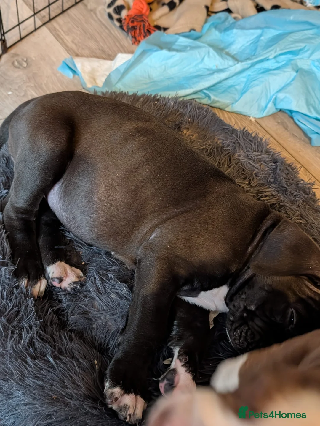 Mixed Breed dogs for sale: Female cane corso cross staff - Advert 2