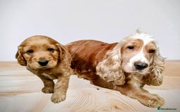 Cocker Spaniel dogs for sale: 🩵 Show Type Male Cocker Spaniel-Dad DNA Tested 🩵 - Image 4