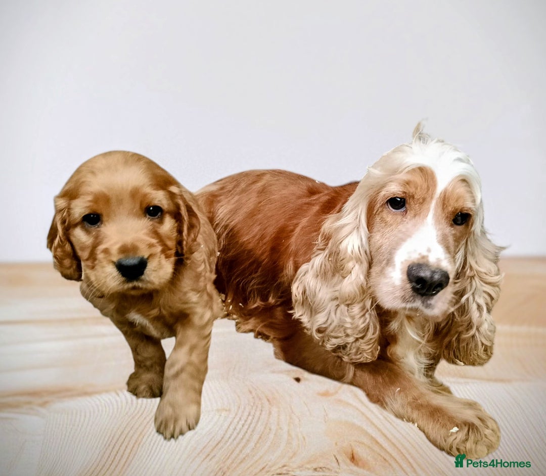 Cocker Spaniel dogs for sale: 🩵 Show Type Male Cocker Spaniel-Dad DNA Tested 🩵 - Image 4