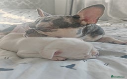 French Bulldog dogs for sale: French bulldog , merle, platinum, fluffy carriers. - Image 2