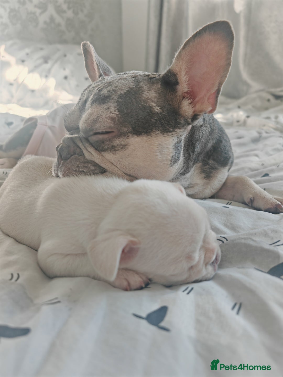 French Bulldog dogs for sale: French bulldog , merle, platinum, fluffy carriers. - Image 2