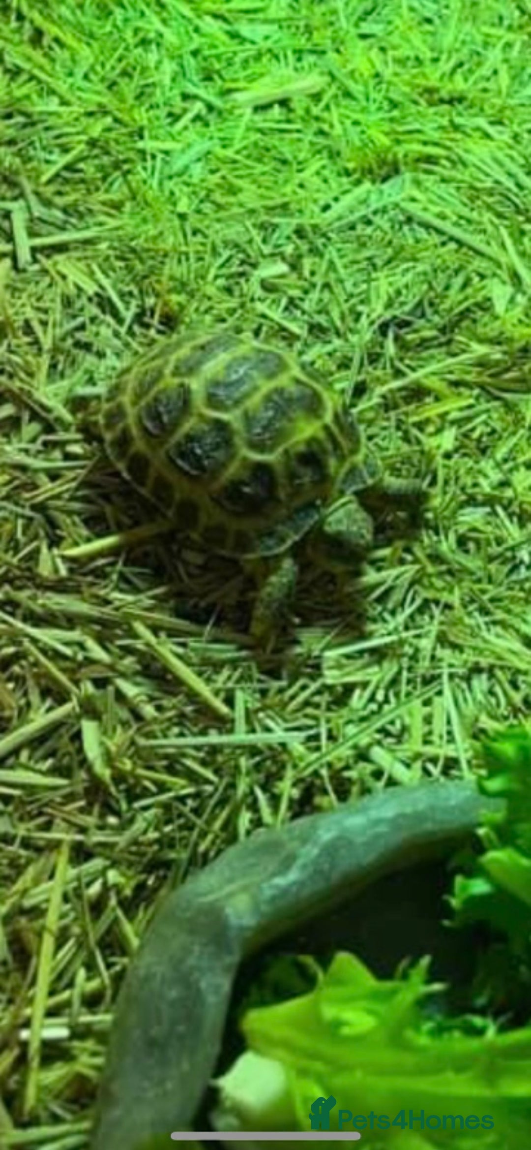 Tortoise reptiles for sale: Baby Horsefeild Tortoises  - Advert 4