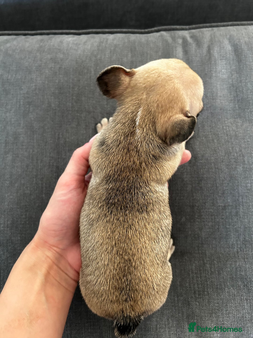 French Bulldog dogs for sale: FrenchAngels 👼🏼🐾 - Image 5