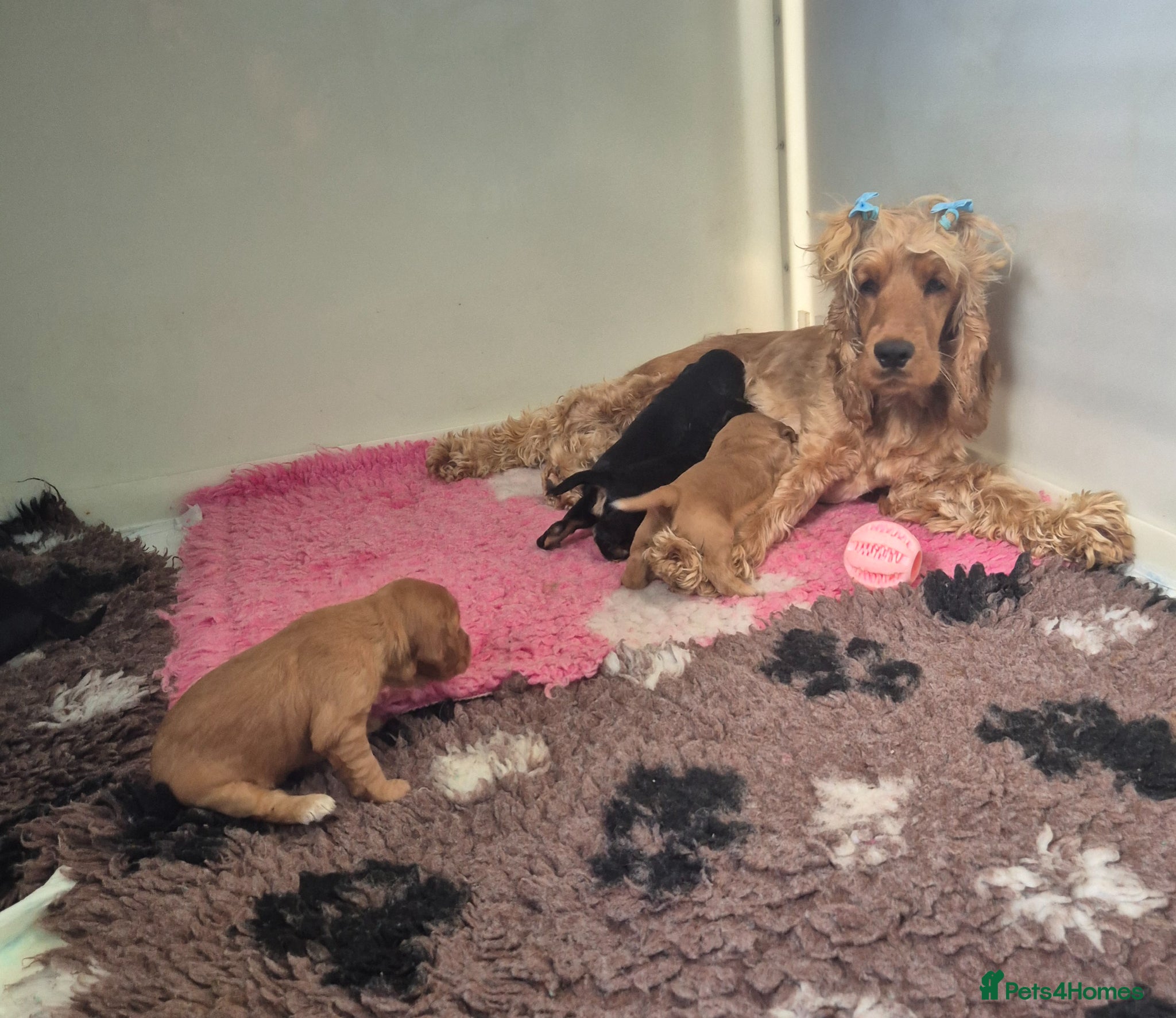 Cocker Spaniel dogs Beautiful Show Cocker x Working Cocker Puppies - Advert 1
