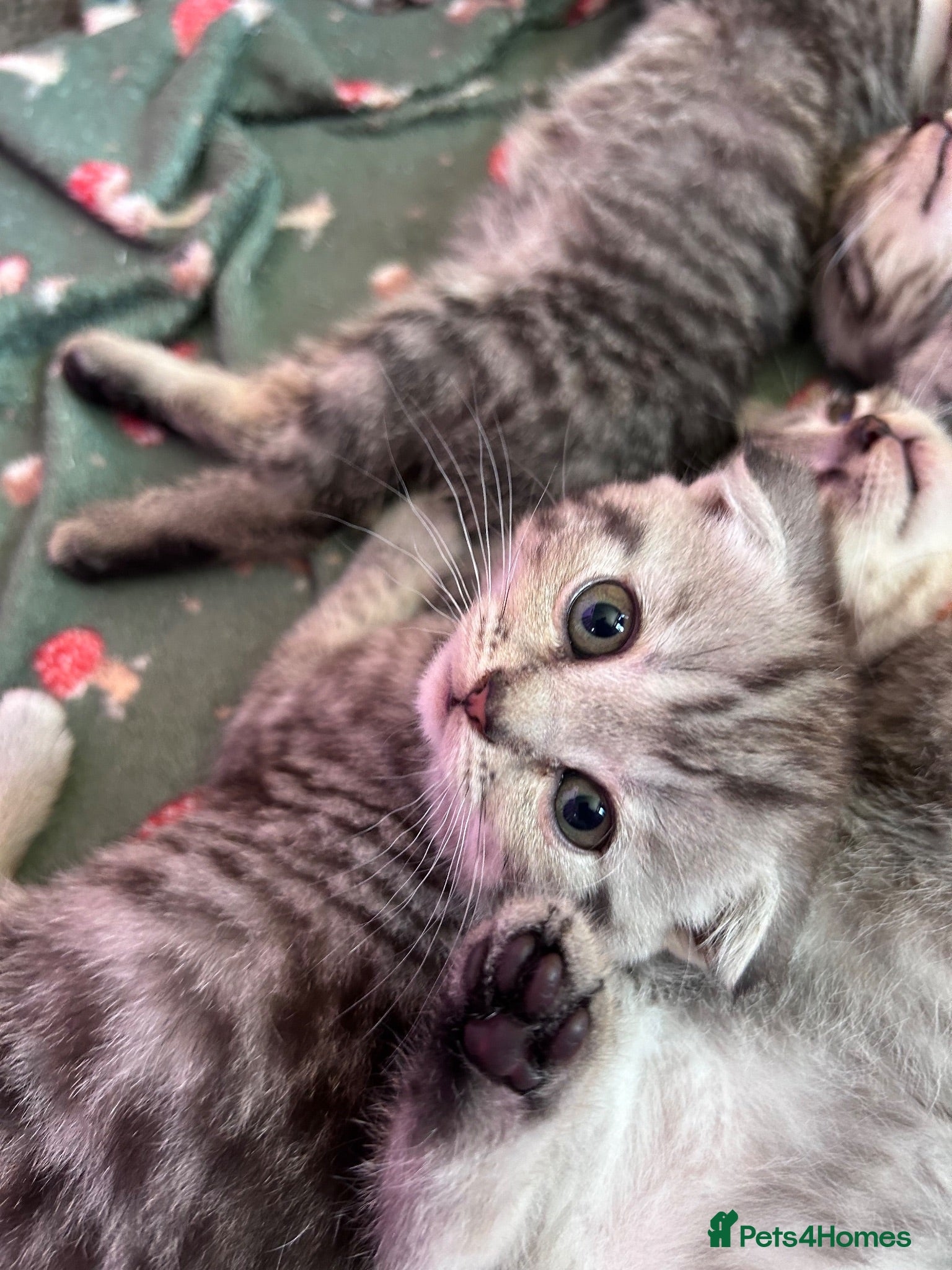 Scottish Fold cats Scottish Fold/Straight kittens - Advert 2