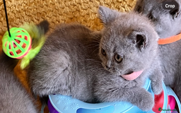 British Shorthair cats for sale: GCCF registered ChampionBloodline 5GENpedigree BSH - Image 21