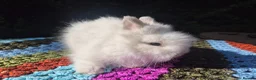 Angora rabbits for sale: 💓 STUNNING TEDDYDWERG BABIES- PARENTS IMPORTED 💙 - Advert 11