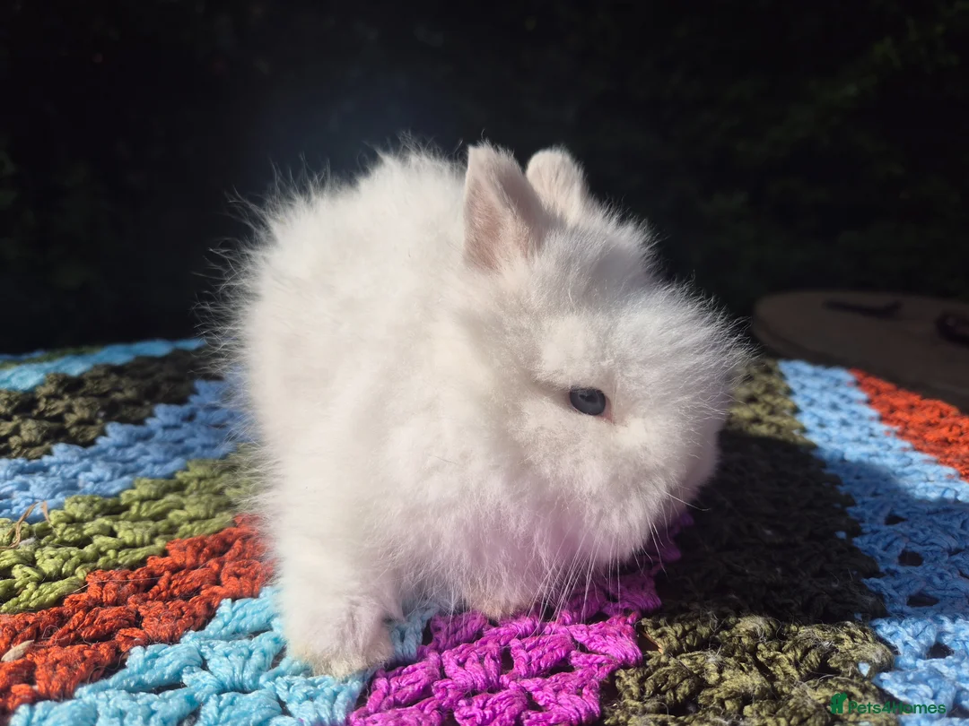 Angora rabbits for sale: 💓 STUNNING TEDDYDWERG BABIES- PARENTS IMPORTED 💙 - Advert 11