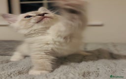 Ragdoll cats for sale: 💙🐾Tica full Pedigree🐾EU Ragdoll 🐱🐾DNA Clear❤️ - Image 22