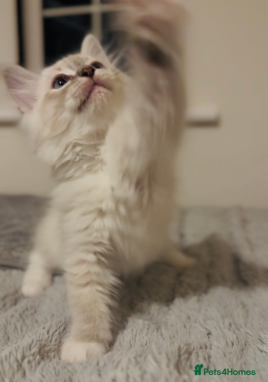 Ragdoll cats for sale: 💙🐾Tica full Pedigree🐾EU Ragdoll 🐱🐾DNA Clear❤️ - Image 22