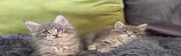 Maine Coon cats for sale: Maine coon kitten  - Advert 22