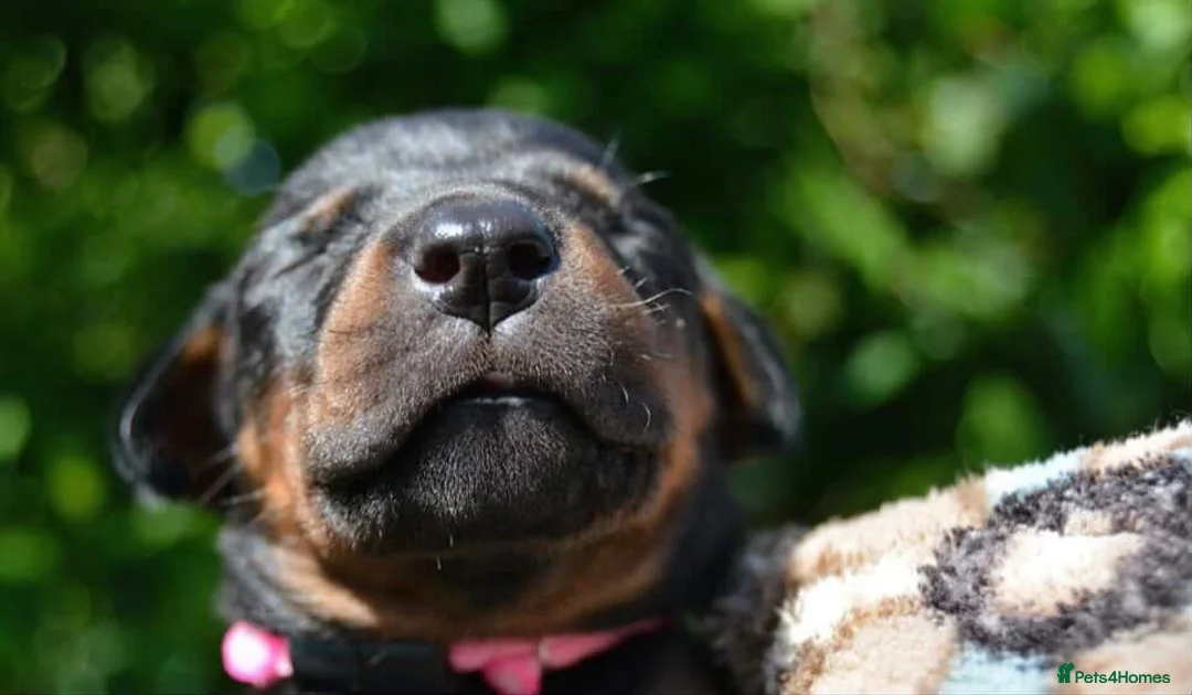 Dobermann dogs for sale: 2 Gorgeous Doberman Pups Looking for Loving Home - Advert 2