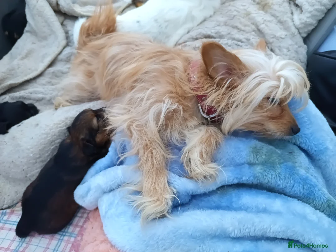 Mixed Breed dogs for sale: Small Mixed Breed Puppy  - Advert 6