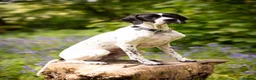 Pointer dogs for sale: 🩵🩵 English Pointer 🩵🩵 - Advert 5