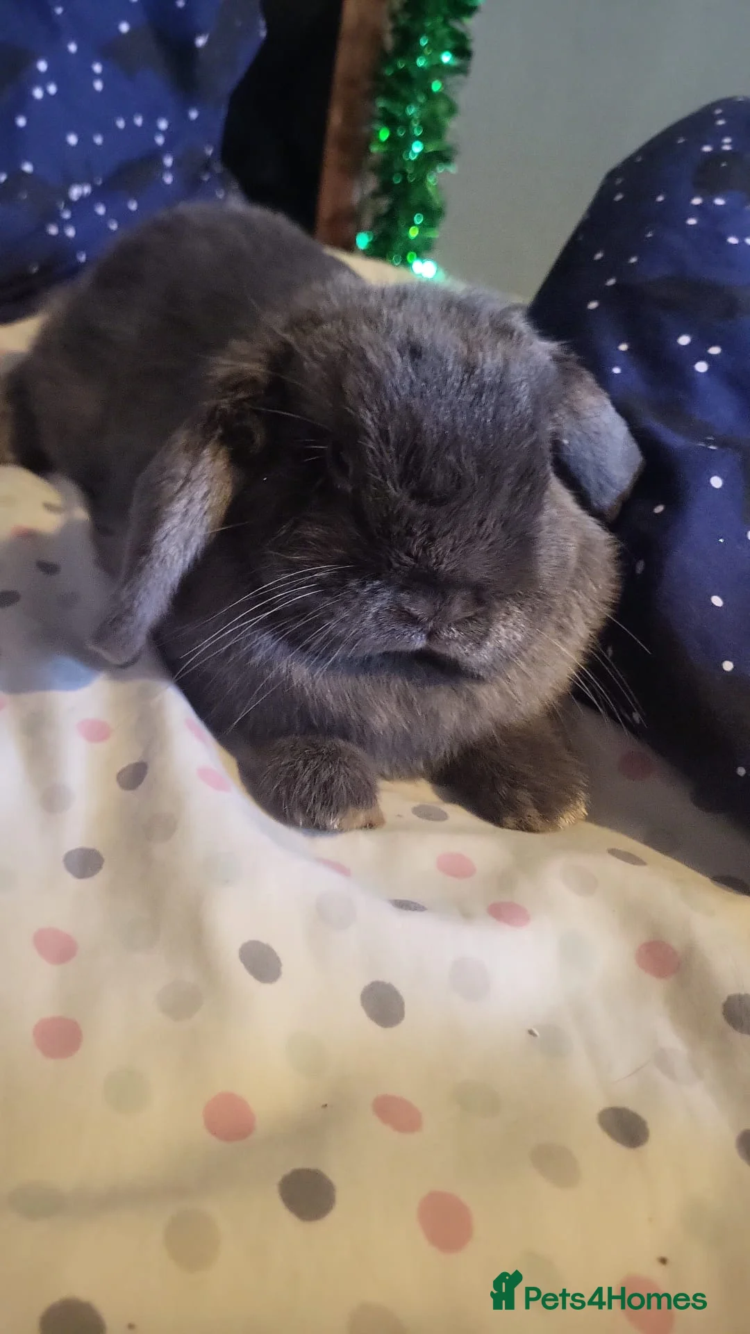 Mini Lop rabbits for sale: 2 mini lop bunnies  in Cheltenham - Advert 7