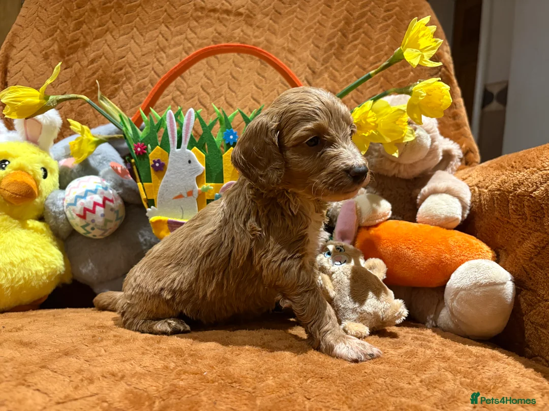 Cockapoo dogs for sale: Cockapoo babies  - Advert 1