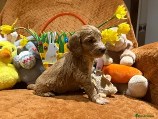 Cockapoo dogs Cockapoo babies - Advert 2