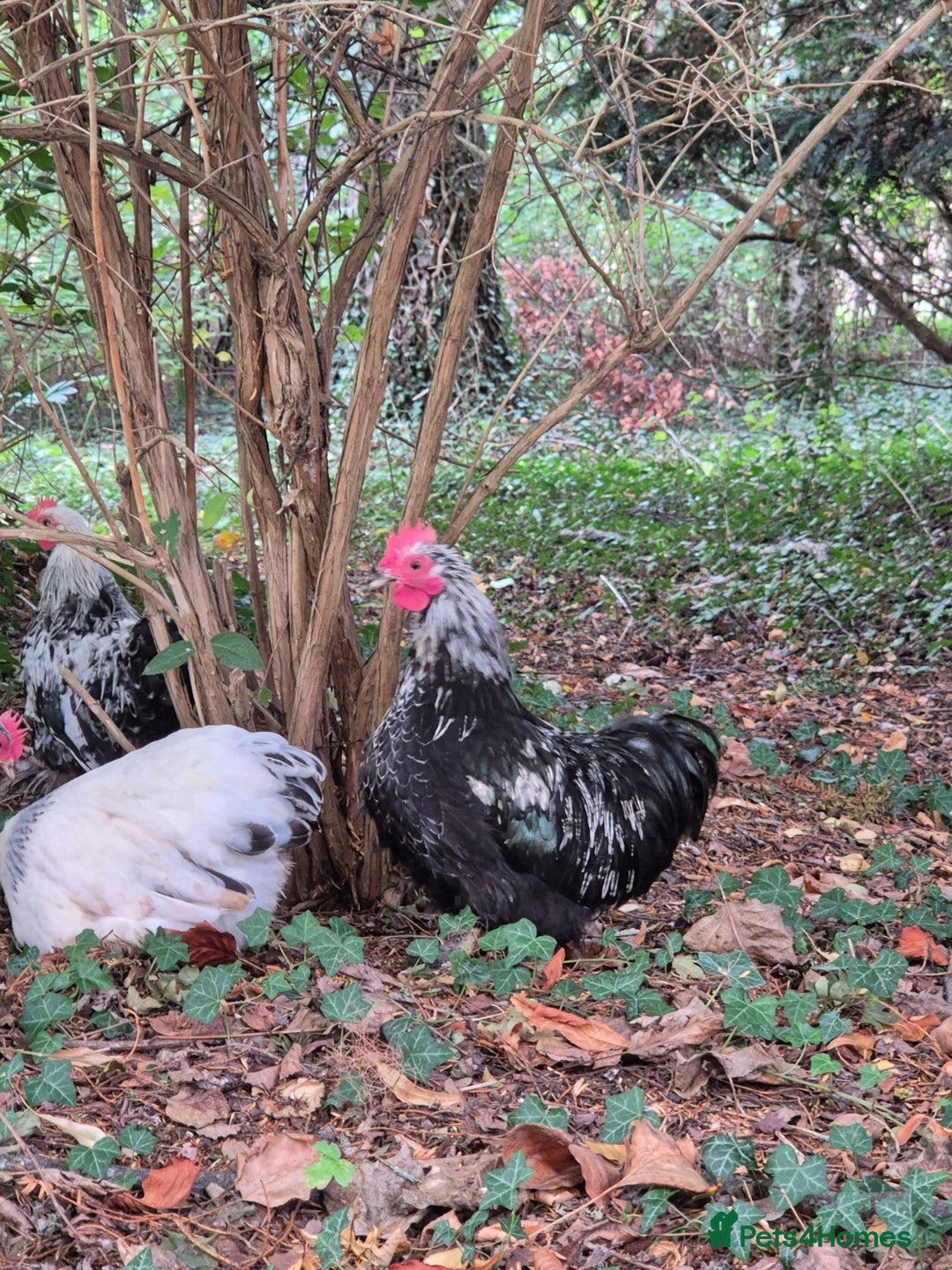 Chickens poultry for sale: Pekin Bantam Breeding Cockerels - Image 2