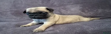 Darker Fawn With Stripe