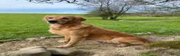 Golden Retriever dogs for sale: 🐾 Truly special KC Puppies in Builth Wells - Advert 11