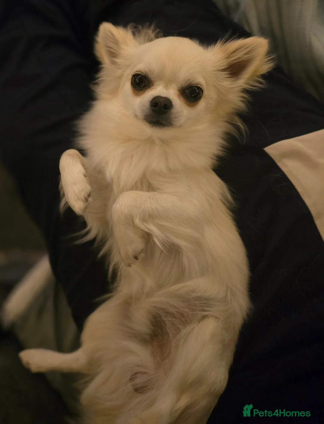 Chihuahua dogs for stud: Long haired Chihuahua for stud in Inverurie - Advert 3