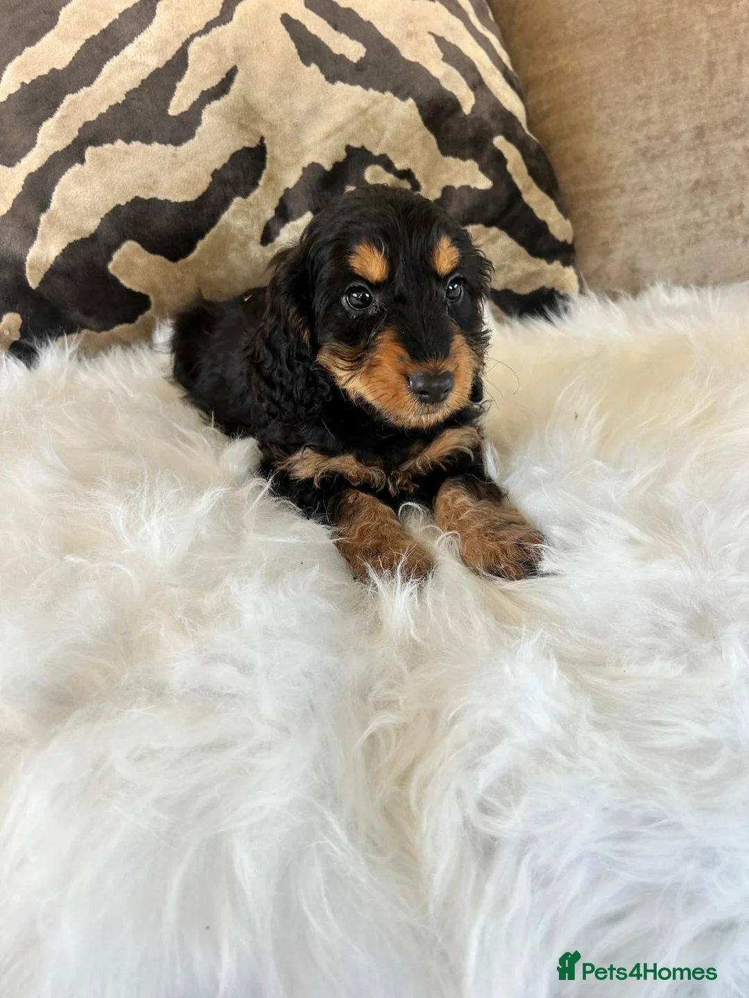 Cockapoo dogs for sale: F1 cockapoo puppies  - Advert 27