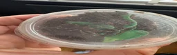 Tarantulas invertebrates for sale: Tarantula list  in Swindon - Advert 1