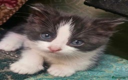 Mixed Breed cats for sale: Kittens ready now  - Image 3