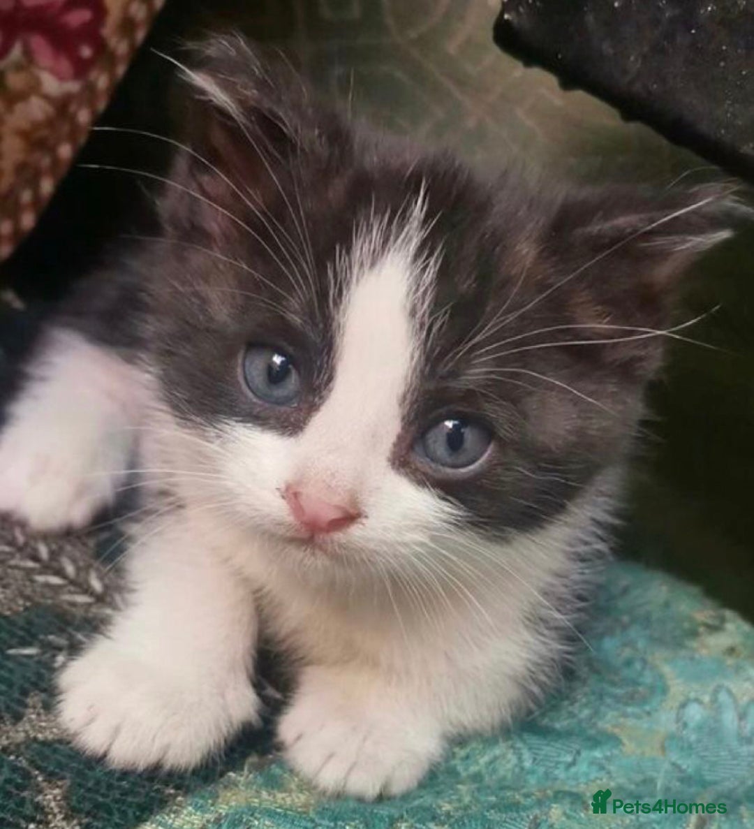 Mixed Breed cats for sale: Kittens ready now  - Image 3