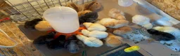 Chickens poultry for sale: Healthy Day-old Chicks - multi colours for sale - Advert 1