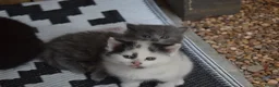 Mixed Breed cats for sale: 3 of the fluffiest, friendliest kittens for sale! - Advert 14