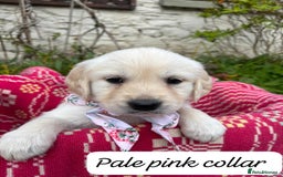 Golden Retriever dogs for sale: ❤️ Superb Litter of Golden Retriever Puppies ❤️ - Image 18